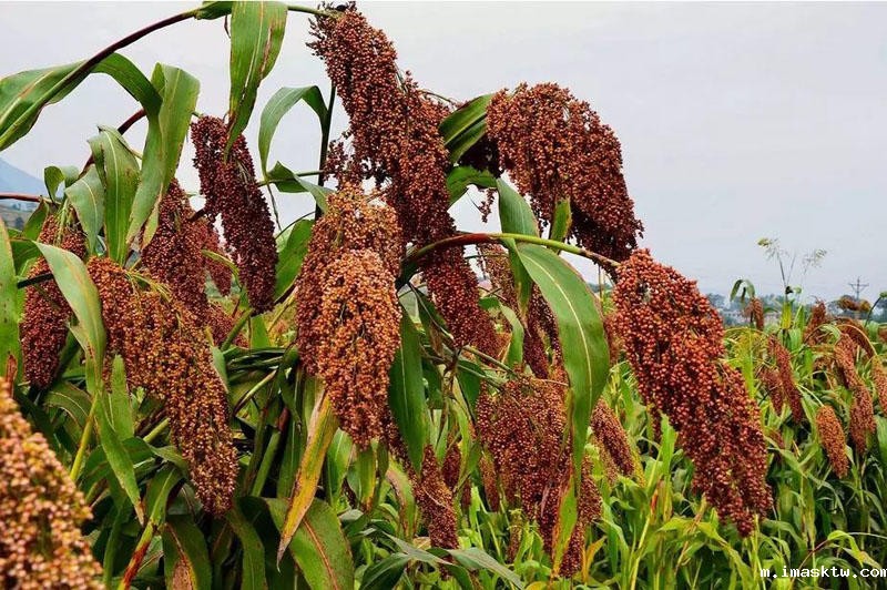 代理酱香型优米网app有前景吗? 代理酱香型优米网app有前景吗?